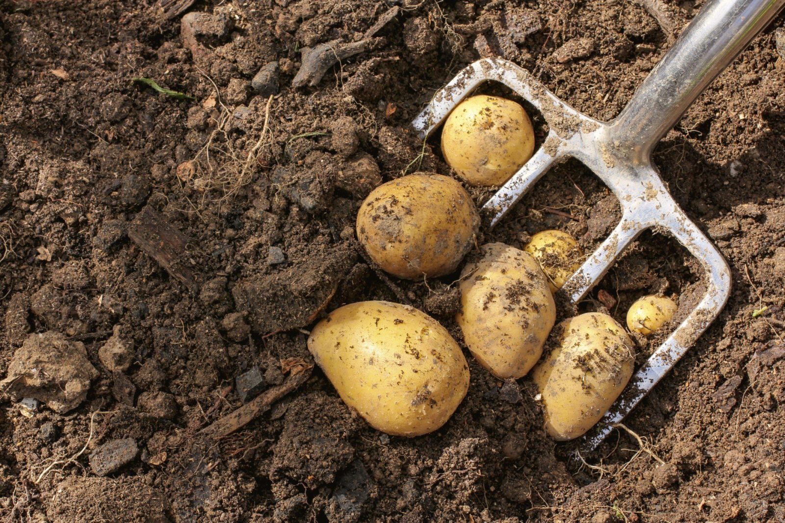 Картофель первого урожая. Копание картошки. Выкапывание картошки. Картофель в огороде. Выкопали картошку.